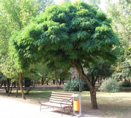Парк Ленине